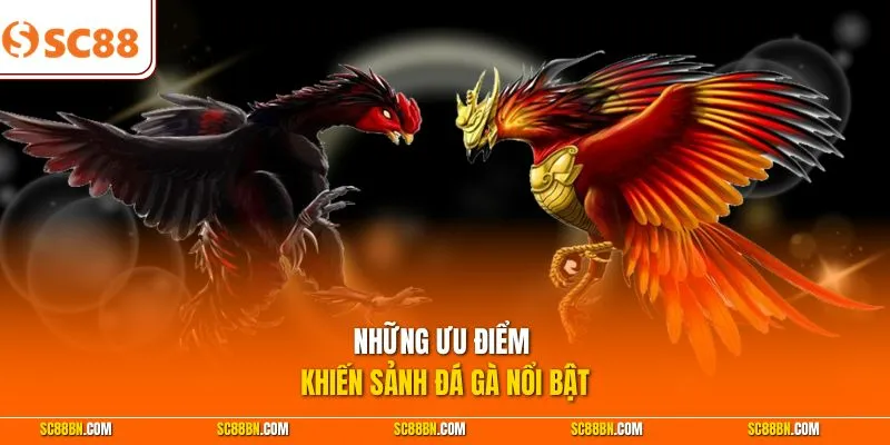 Những ưu điểm khiến sảnh đá gà nổi bật